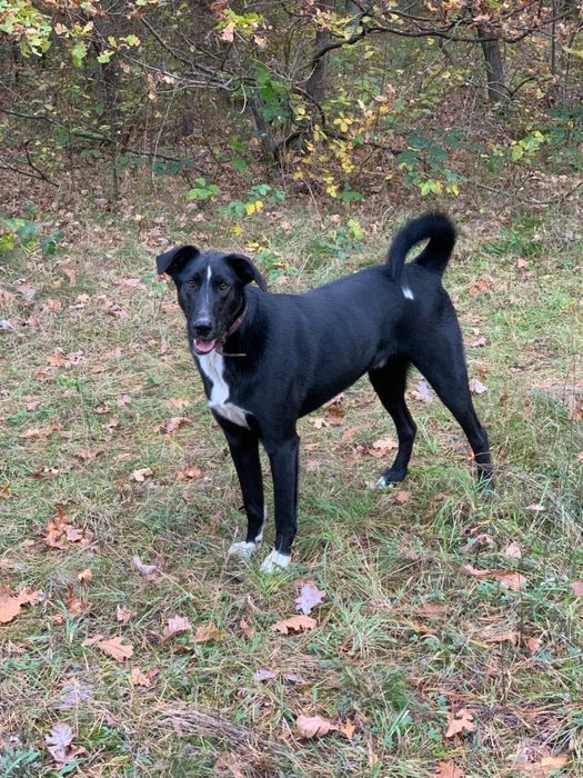 Віддам собачку безкоштовно