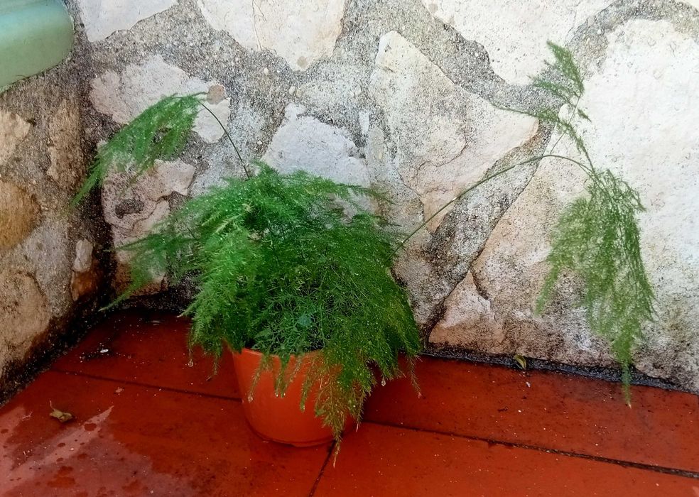 Asparagus Setaceus