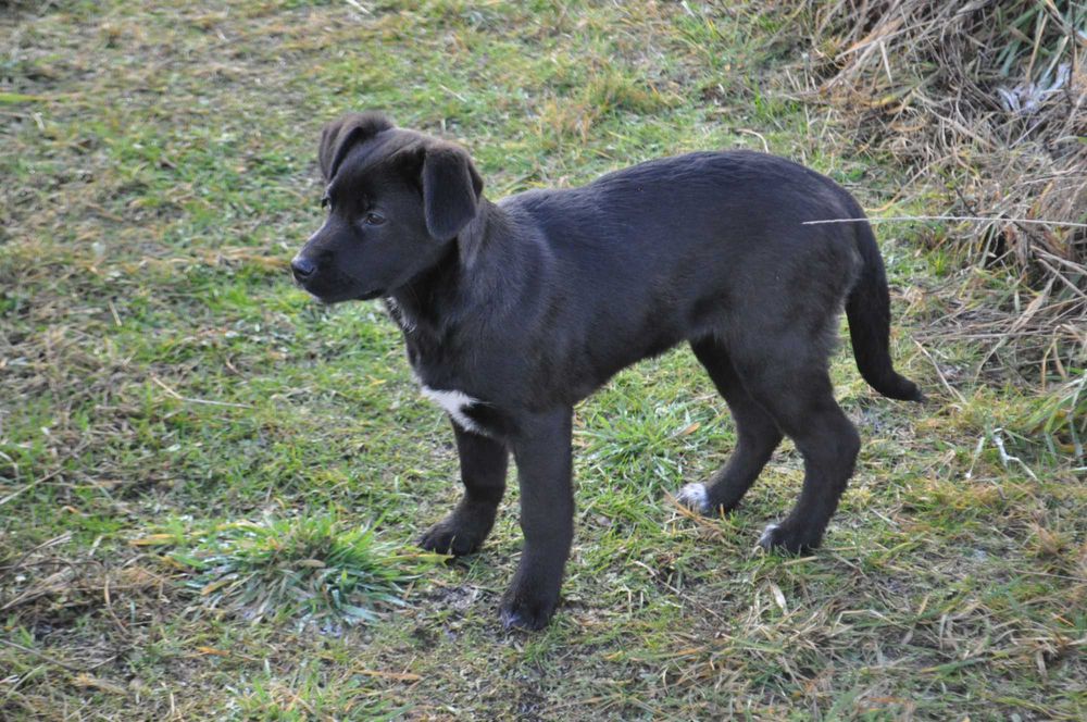 Szczeniaki do adopcji - pies, suka - okolice Hrubieszowa