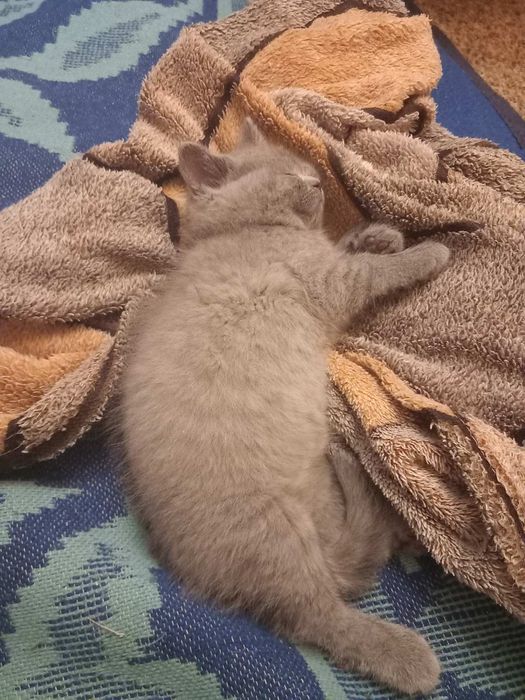 Шотландські кошенята