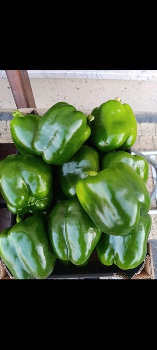 Papryka zielona - 5 zł/kg - możliwość wysyłki