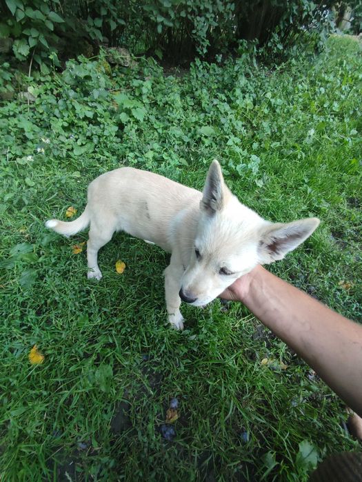 Віддам цуценят в добрі руки