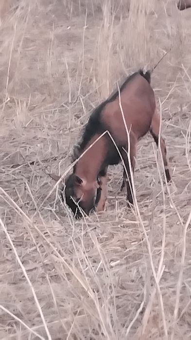 Cabrito cruzado alpino