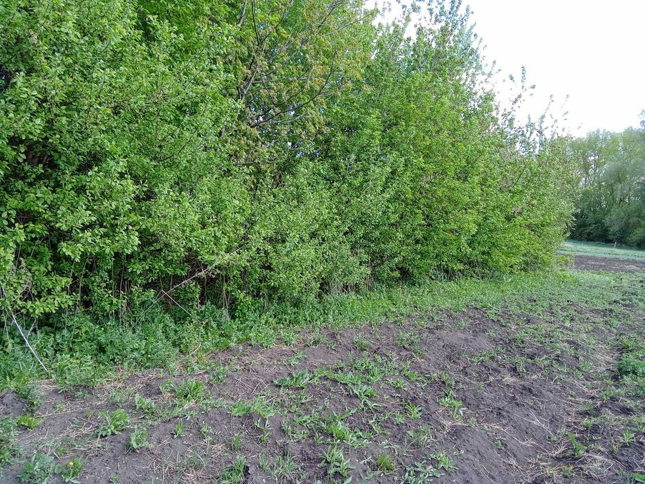 Продам земельну ділянку