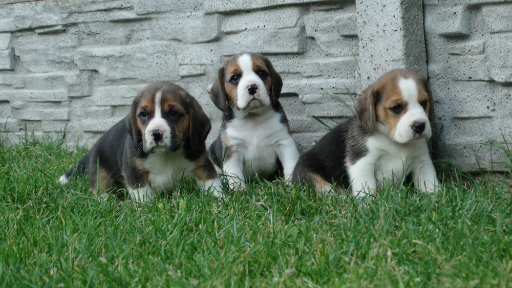 Beagle piesek 8 tygodni