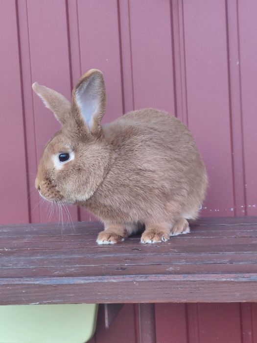 Królik Burgundzki - Samiec