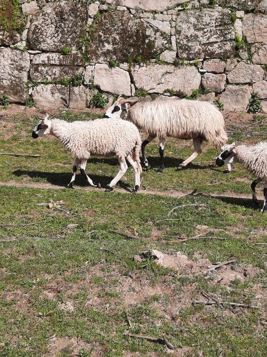 Borregos/as churra algarvia