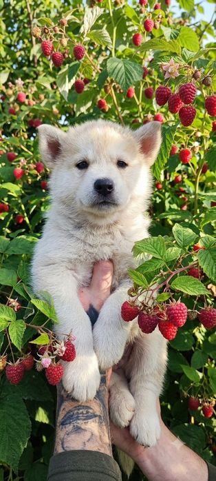 Все про акіту! Продам