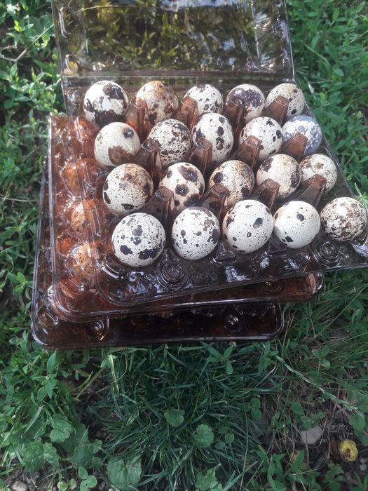 Інкубаційні яйця перепелині. Техас