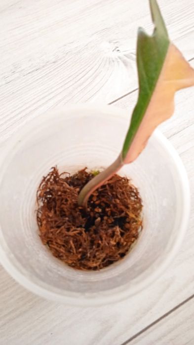 Філодендрон "Caramel Marbl pink"