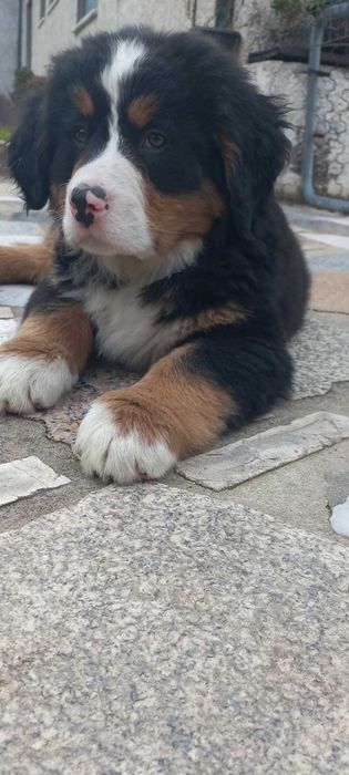 Bouvier Bernois com Pedigree