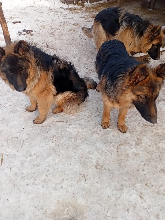 Продам цуценят нім вівчарки