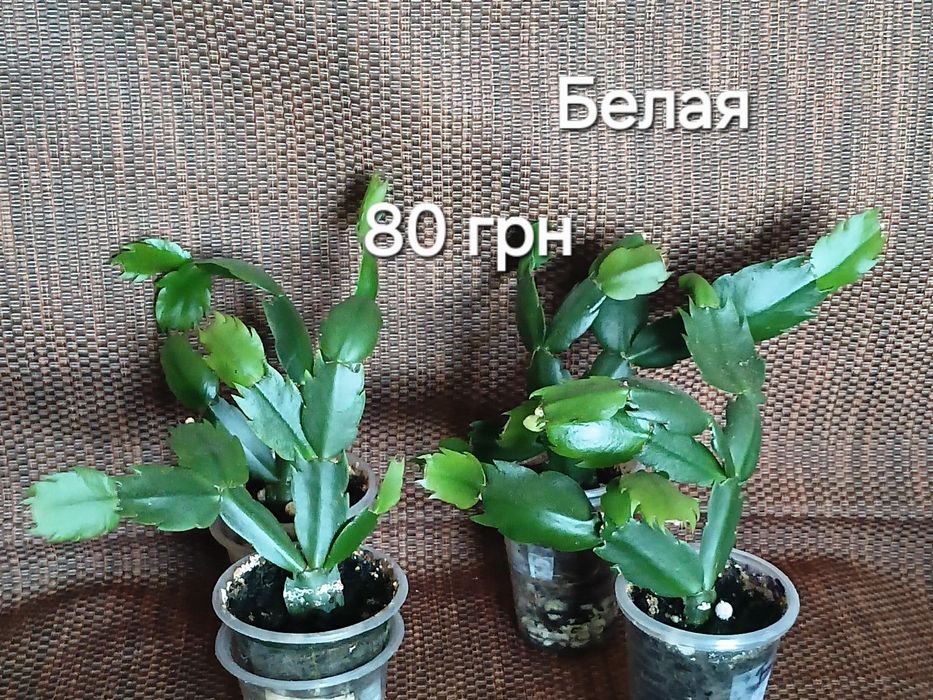 С бутонами.Шлюмбергера,декабрист 8 сортов.