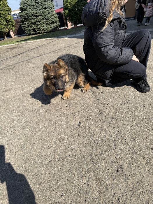 Дівчинка д/ш вівчарка