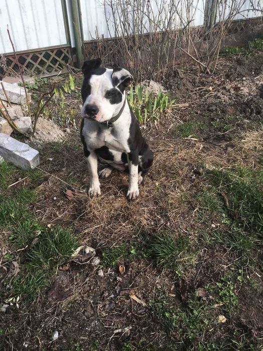 Чистокровні амстафи