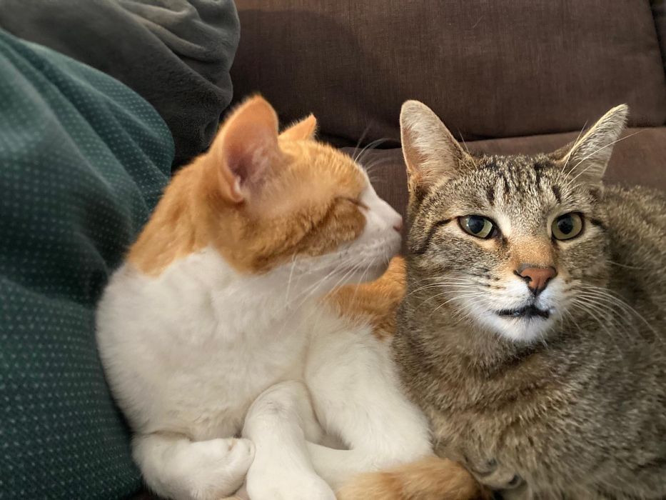 2 gatos para adopção