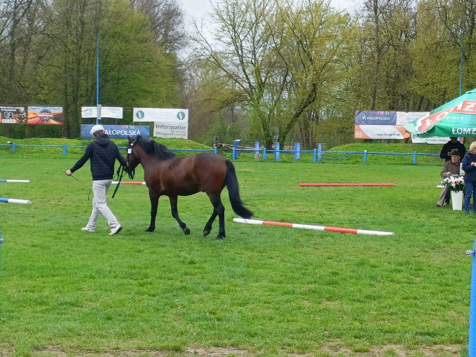 Sprzedam Hucuły i Kucyki. LIKWIDACJIA STADA