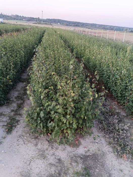 Brzoza Sadzonki 30-50 cm 60 gr PRODUCENT