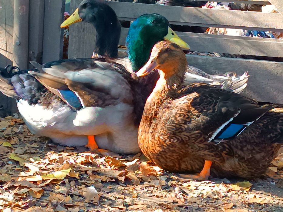 Kaczki Ruańskie młode