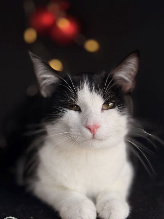 Котик в пошуках родини