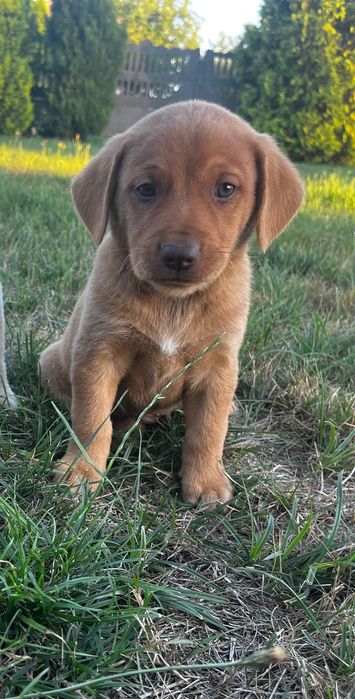 Oddam za darmo pieska