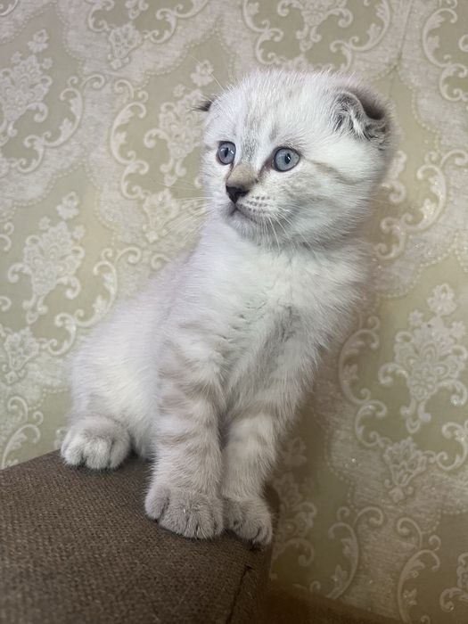 Шотландське вислрвухе кошеня