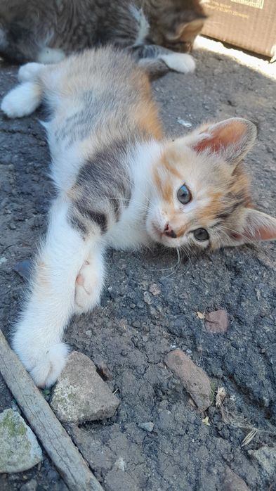 Кошенята в дбайливі руки