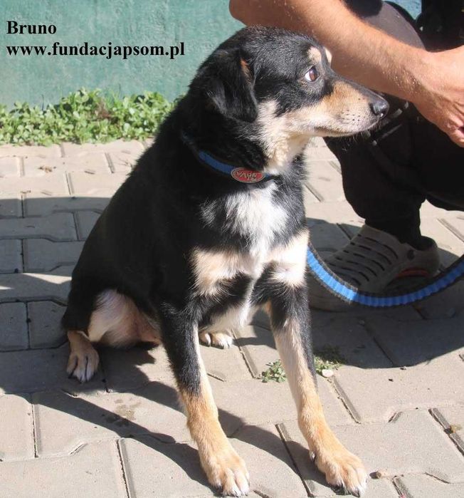 Bruno, nieduży piesek szuka rodziny