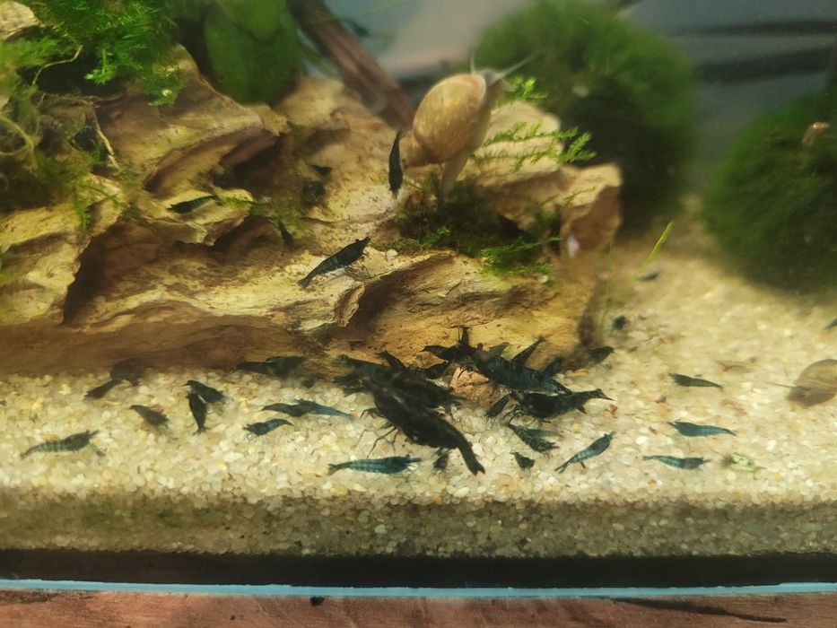 Krewetki blue velvet niebieskie