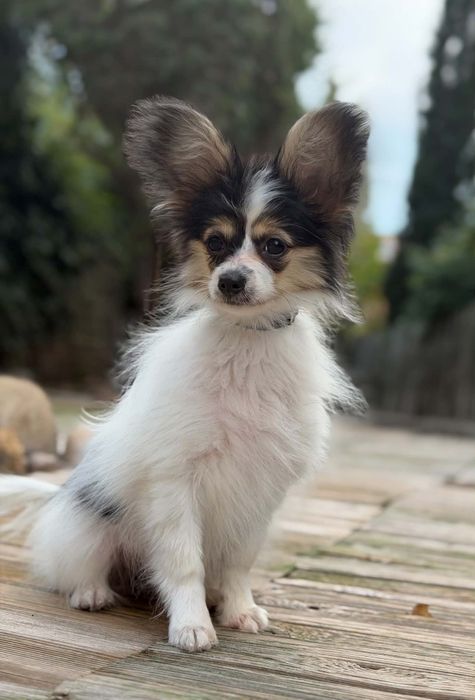 Papillon suczka ZKwP