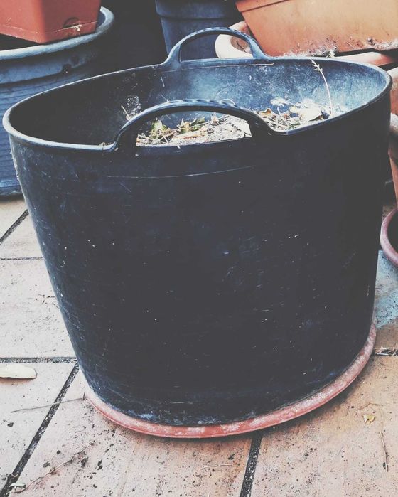 Vasos de plantas todos os tamanhos