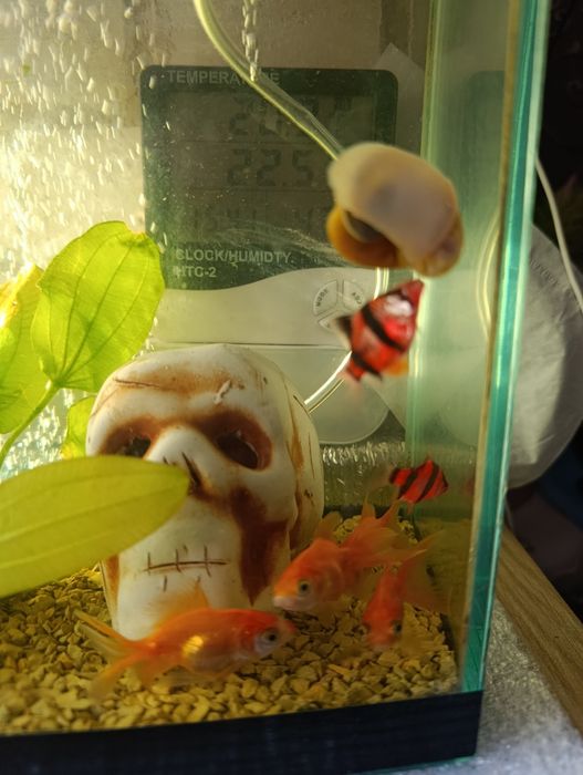 Рибки золоті вуальові