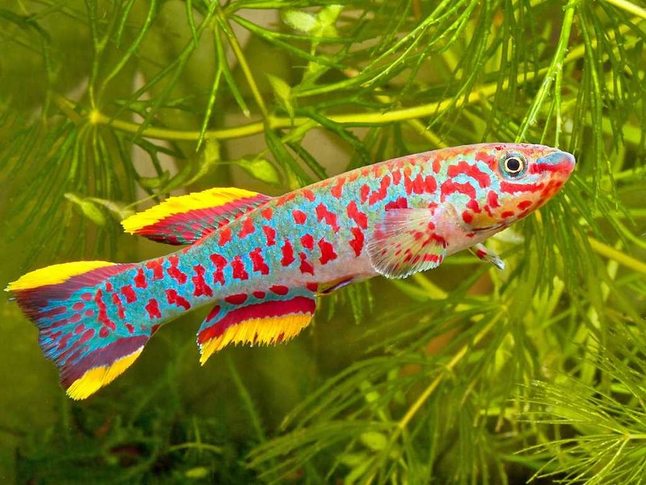 Proporczykowiec Gardnera (Fundulopanchax gardneri) WYSYŁKA AKWAWIN