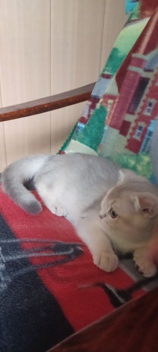 Кошечка голубая шиншилла