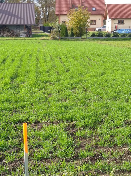 Działki budowlane 8,75 ar z warunkami zabudowy w Borowej pow. Mielecki