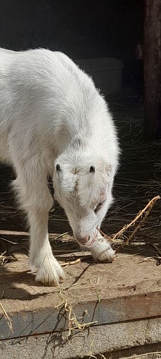 Козлик ламанчі!.