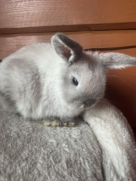 Króliki Mini Lop miniatura