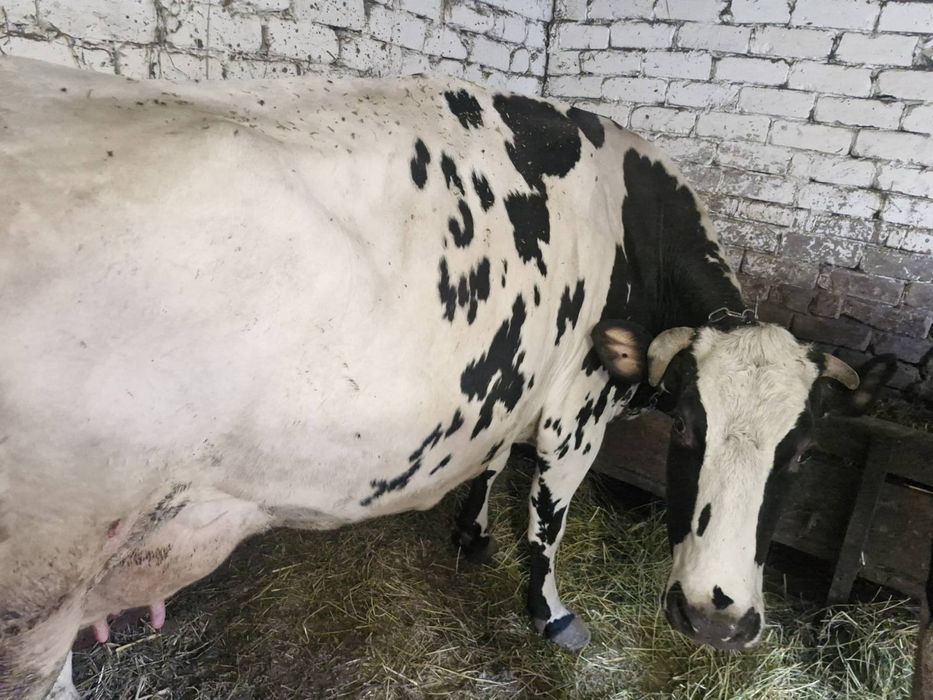 Продам корову Станіславчик