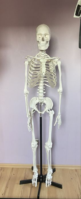 Szkielet człowieka model anatomiczny