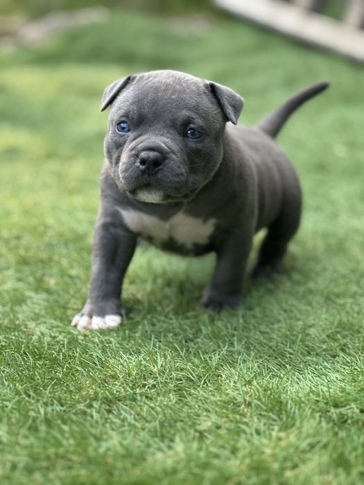 Цуценята буллі покет