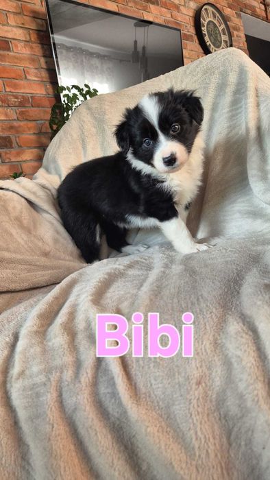 Border collie czarno białe