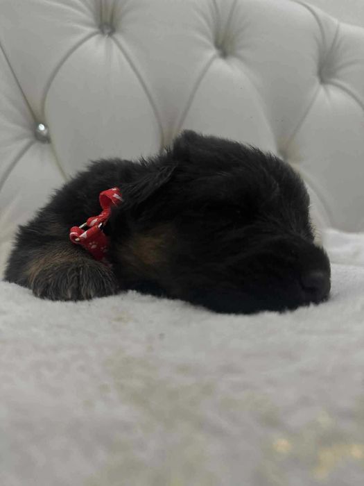 Owczarek Niemiecki, Długowłosy Piesek FCI, ZKwP. Do odbioru