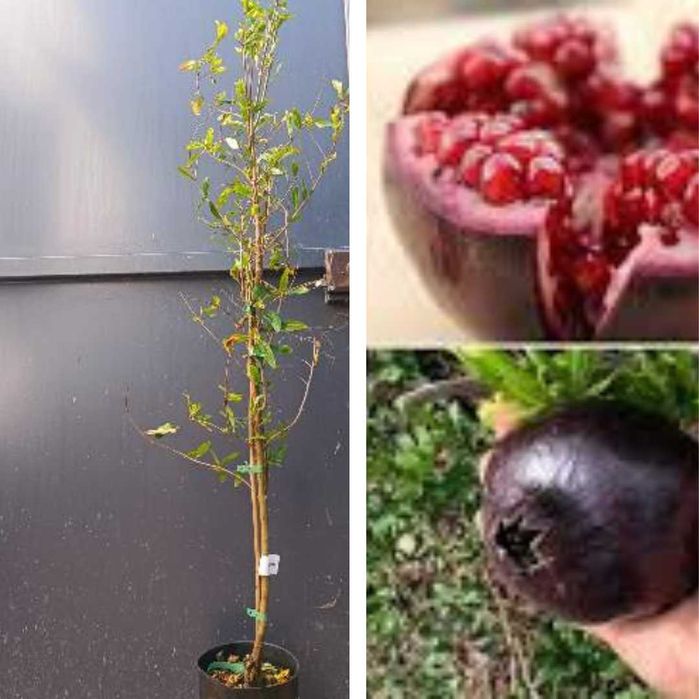 vendo romãzeira fruto preto