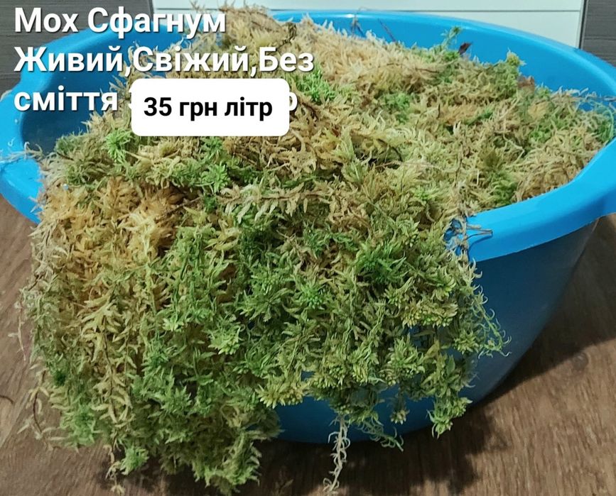 Мох Сфагнум для квітів Живий та Сухий  Очищений від лісового сміття