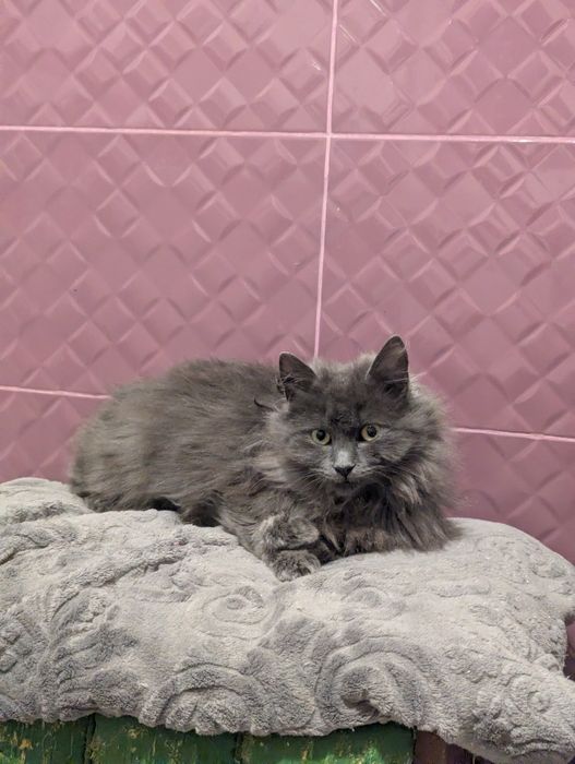 Киця Кім шукає родину