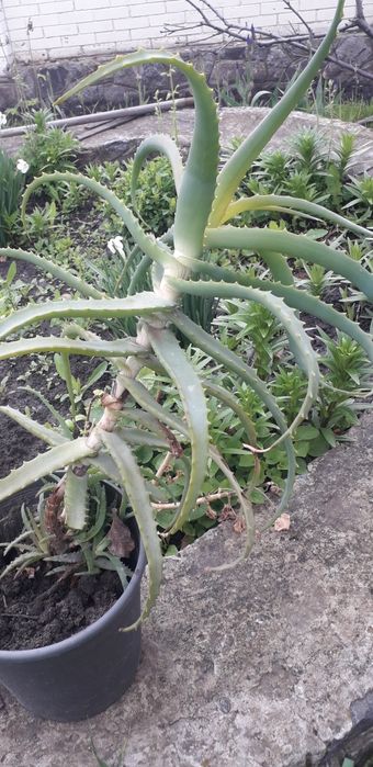 Колюча   квітка  АЛОЕ .  Район  Лялі Убийвовк.