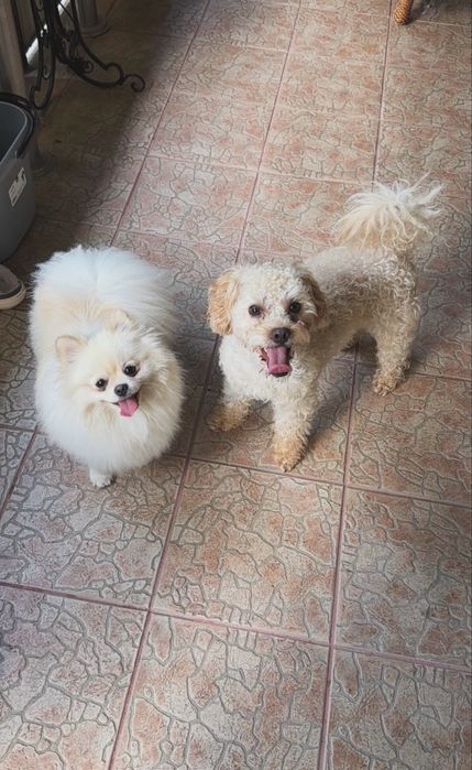 Домашня перетримка маленьких собачок ( Ужгород)