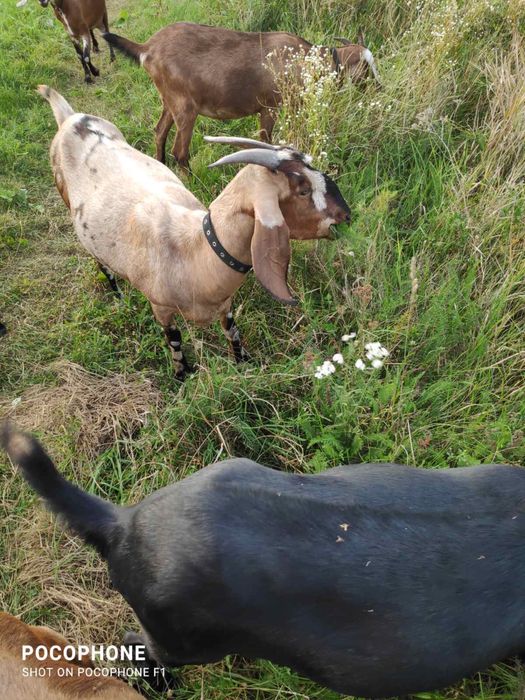 Англо- нубійські кози та козли