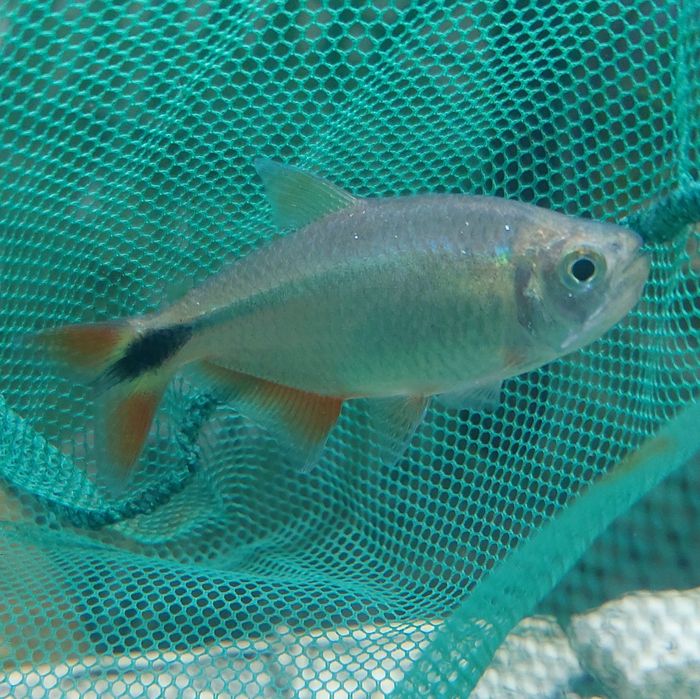 2x Tetra Buenos Aires