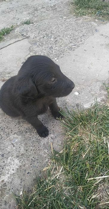 Щенята Коко спаниеля